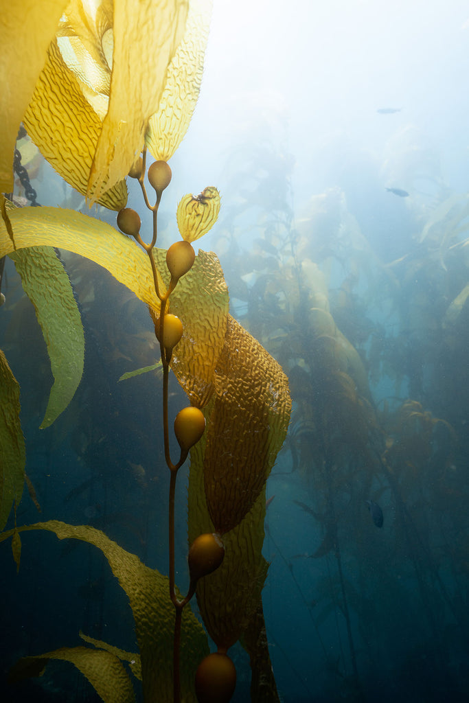 kelp with sun by delaney sauer taken with sony a7riii inside an ikelite underwater housing