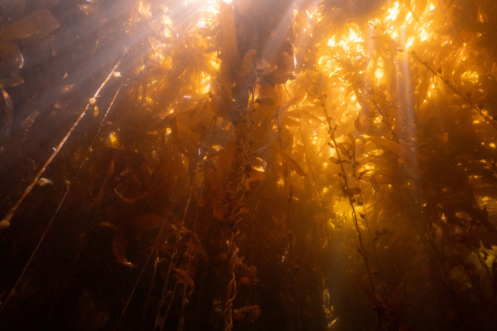 golden kelp by delaney sauer using a sony a7riii inside an ikelite housing