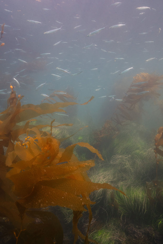kelp with anchovies swimming above taken by delaney sauer inside an ikelite underwater housing