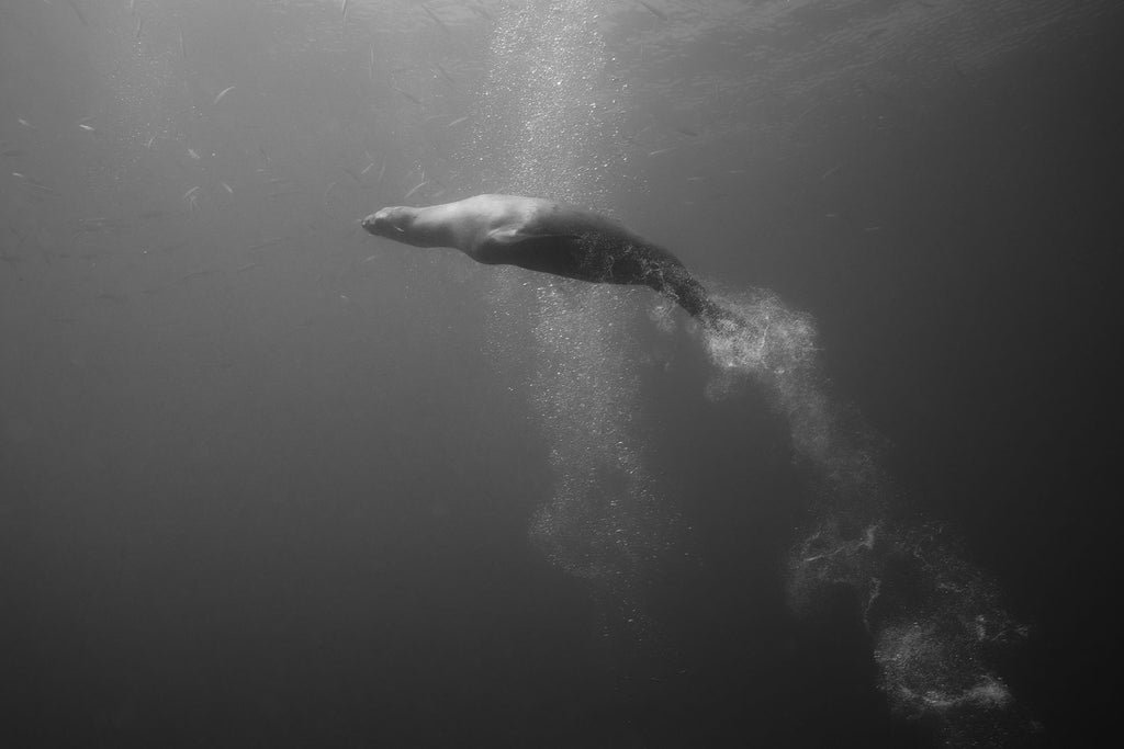sea lion black and white image by delaney sauer taken with ikelite underwater housing