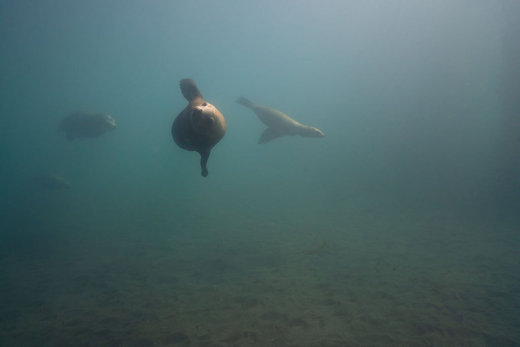 sea lion approaching by delaney sauer using a sony a7riii inside an ikelite underwater housing