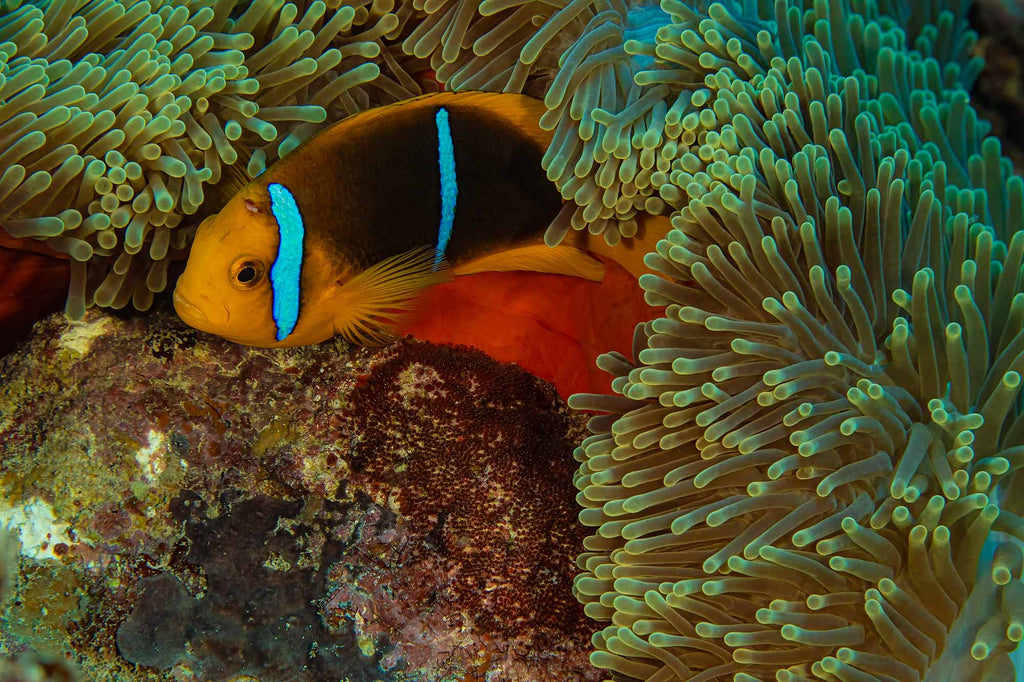 Anenomefish  copyright Doug Klug Ikelite Underwater Housing