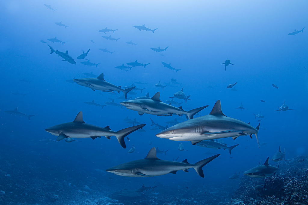 Wall of sharks Fakarava Atoll copyright Doug Klug Ikelite Underwater Housing