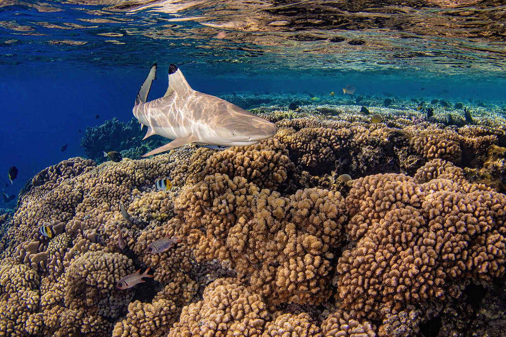 Blacktip reef shark at Fakarava Atoll  copyright Doug Klug Ikelite Underwater Housing