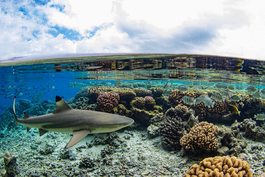 Blacktip reef shark Fakarava Atoll  copyright Doug Klug Ikelite Underwater Housing