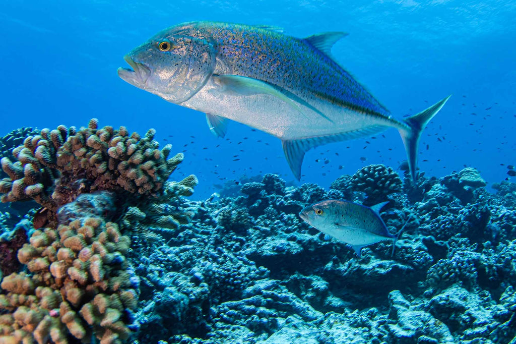 Giant Trevally Tiputa Pass  copyright Doug Klug Ikelite Underwater Housing