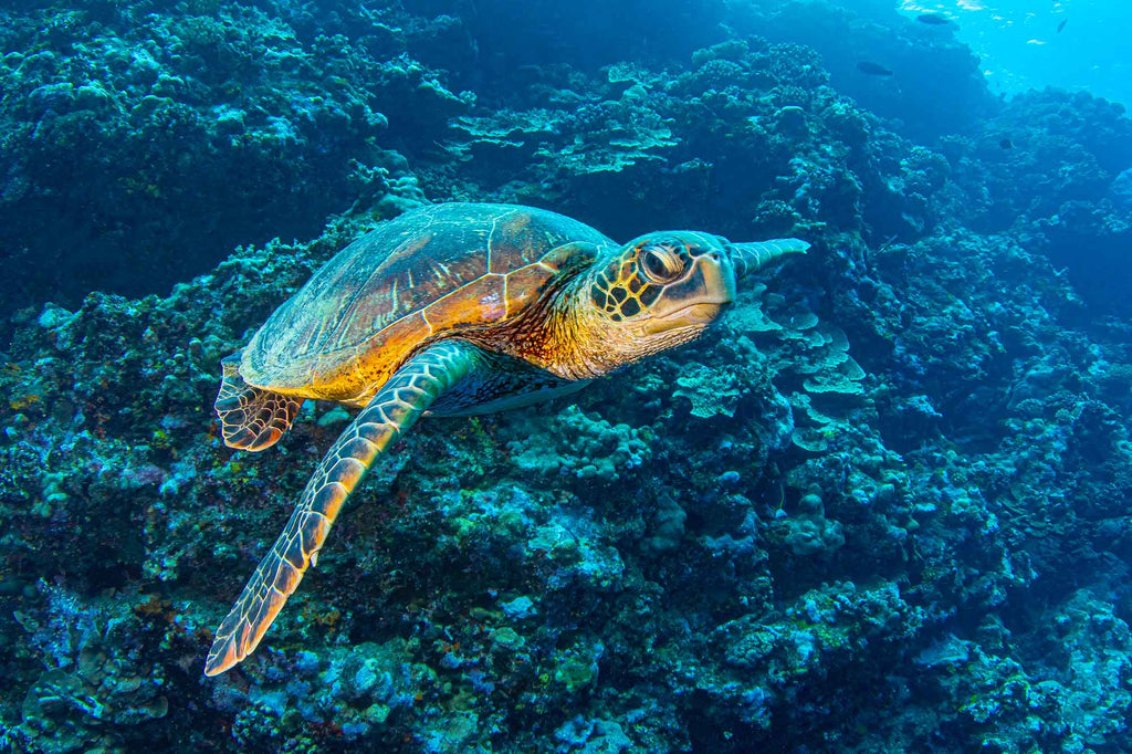 Green Sea Turtle Tahitian Reef copyright Doug Klug Ikelite Underwater Housing