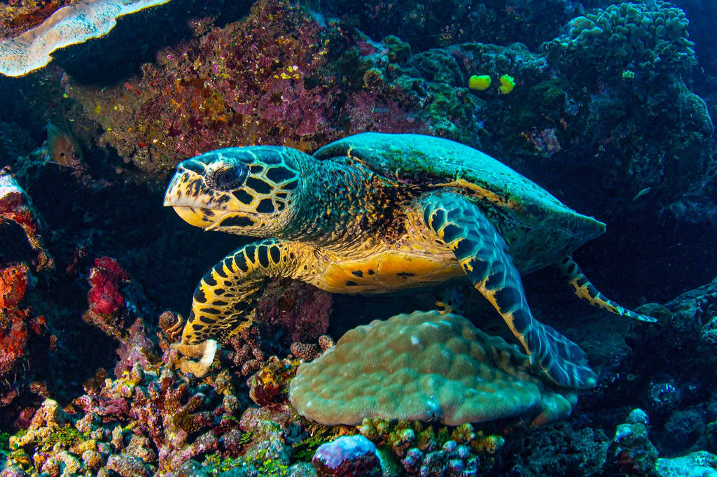 Hawksbill Turtle in Tahiti copyright Doug Klug Ikelite Underwater Housing