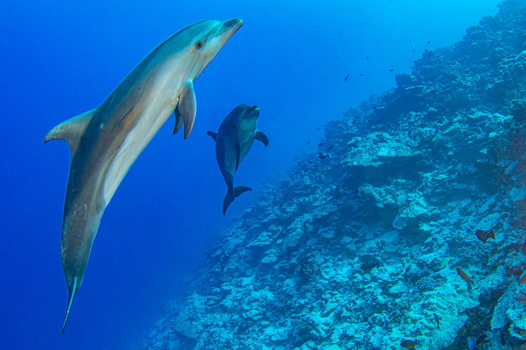 Bottlenose Dolphins Tiputa Pass copyright Doug Klug Ikelite Underwater Housing