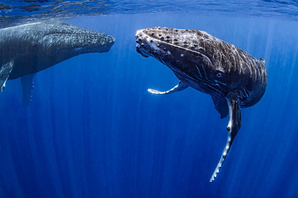 Humpback whale and calf in Moorea  copyright Doug Klug Ikelite Underwater Housing