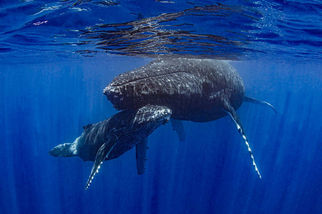 Humpback whale and calf in Moorea  copyright Doug Klug Ikelite Underwater Housing