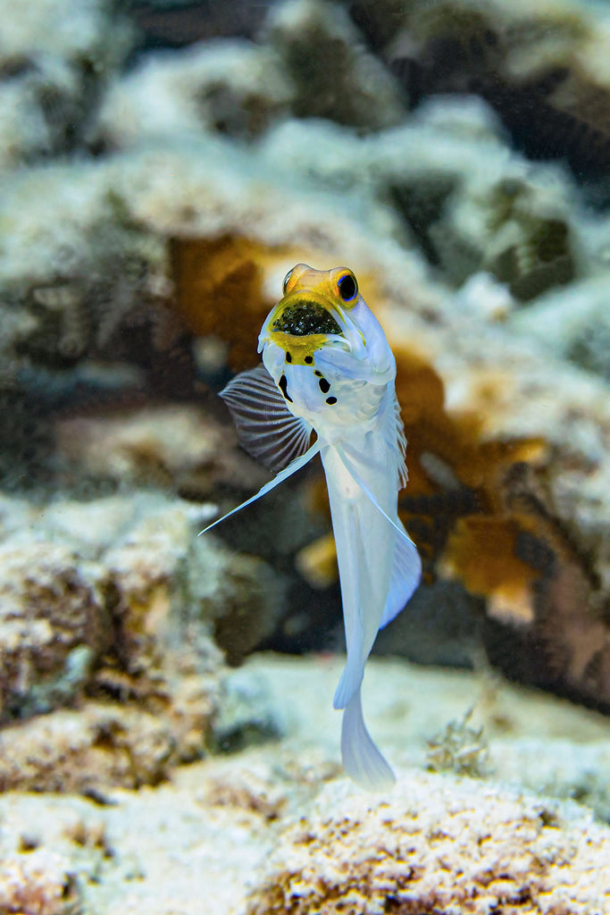 jawfish image by douglas klug taken with ikelite underwater housing