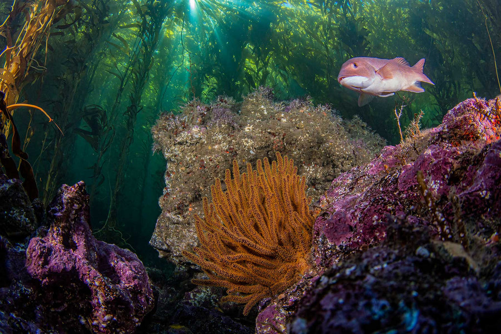 douglas klug southern california reef image taken with an ikelite underwater housing