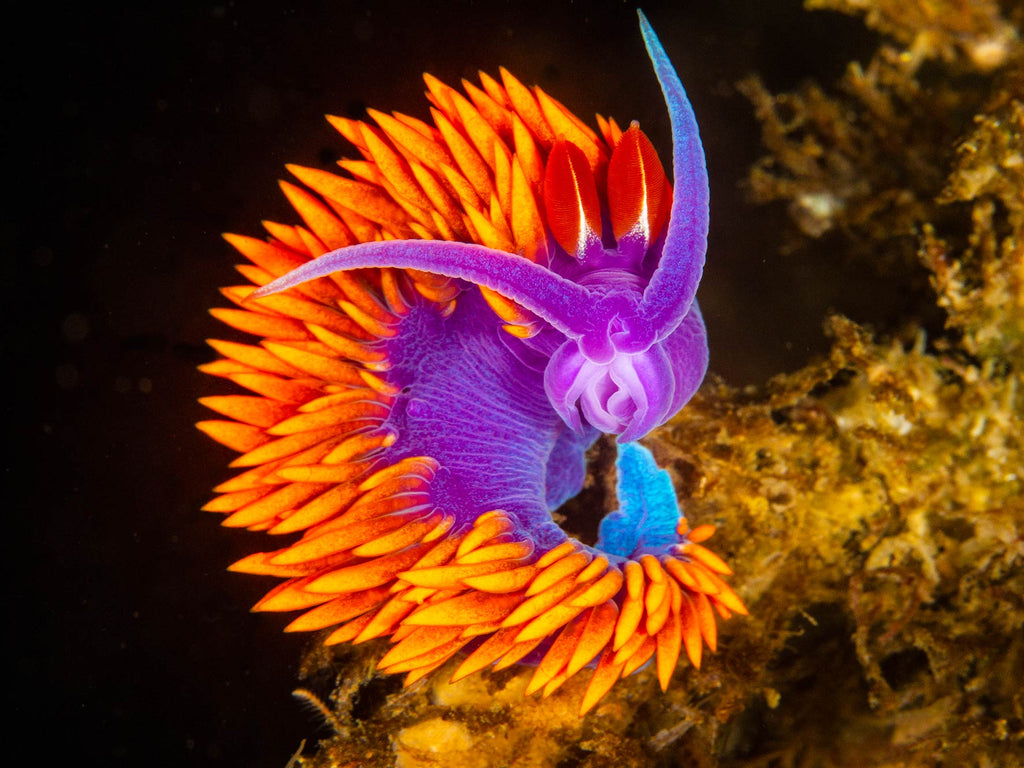 nudibranch by douglas klug taken using an ikelite underwater housing