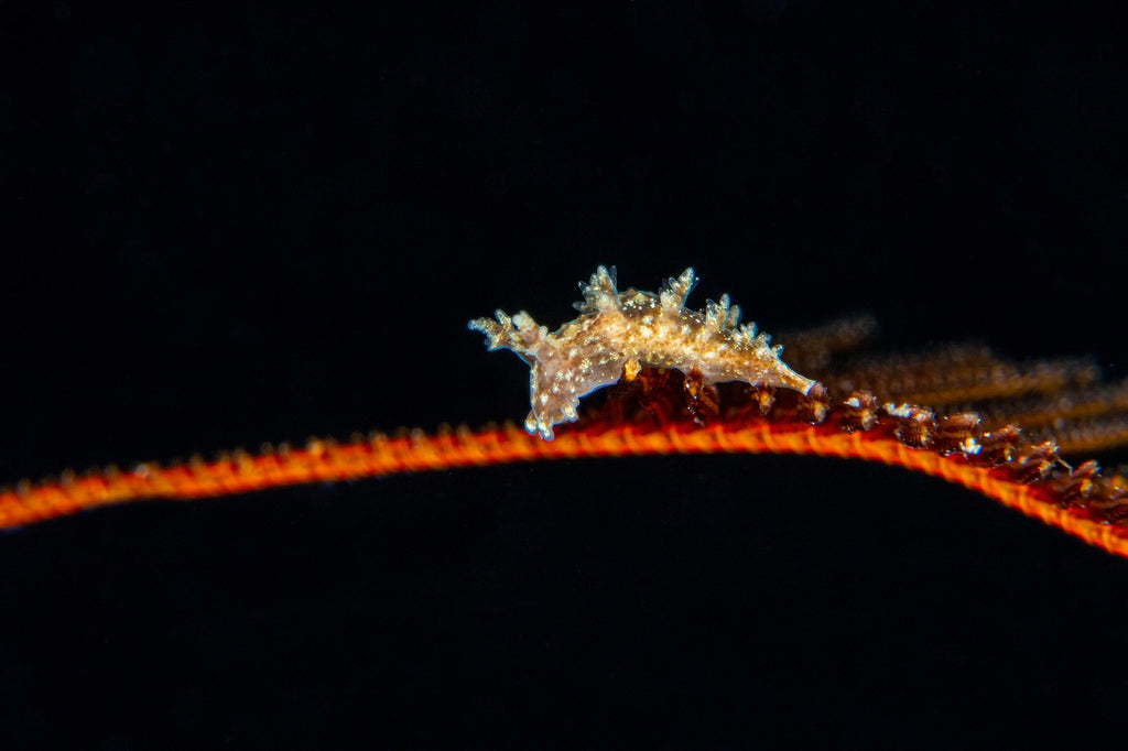 nudibranch crawling taken by douglas klug with an ikelite housing