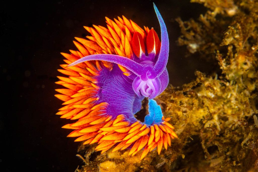 nudibranch image taken by douglas klug with an ikelite underwater housing