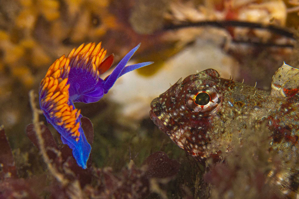 nudibranch and sculpin photo by douglas klug taken with ikelite housing