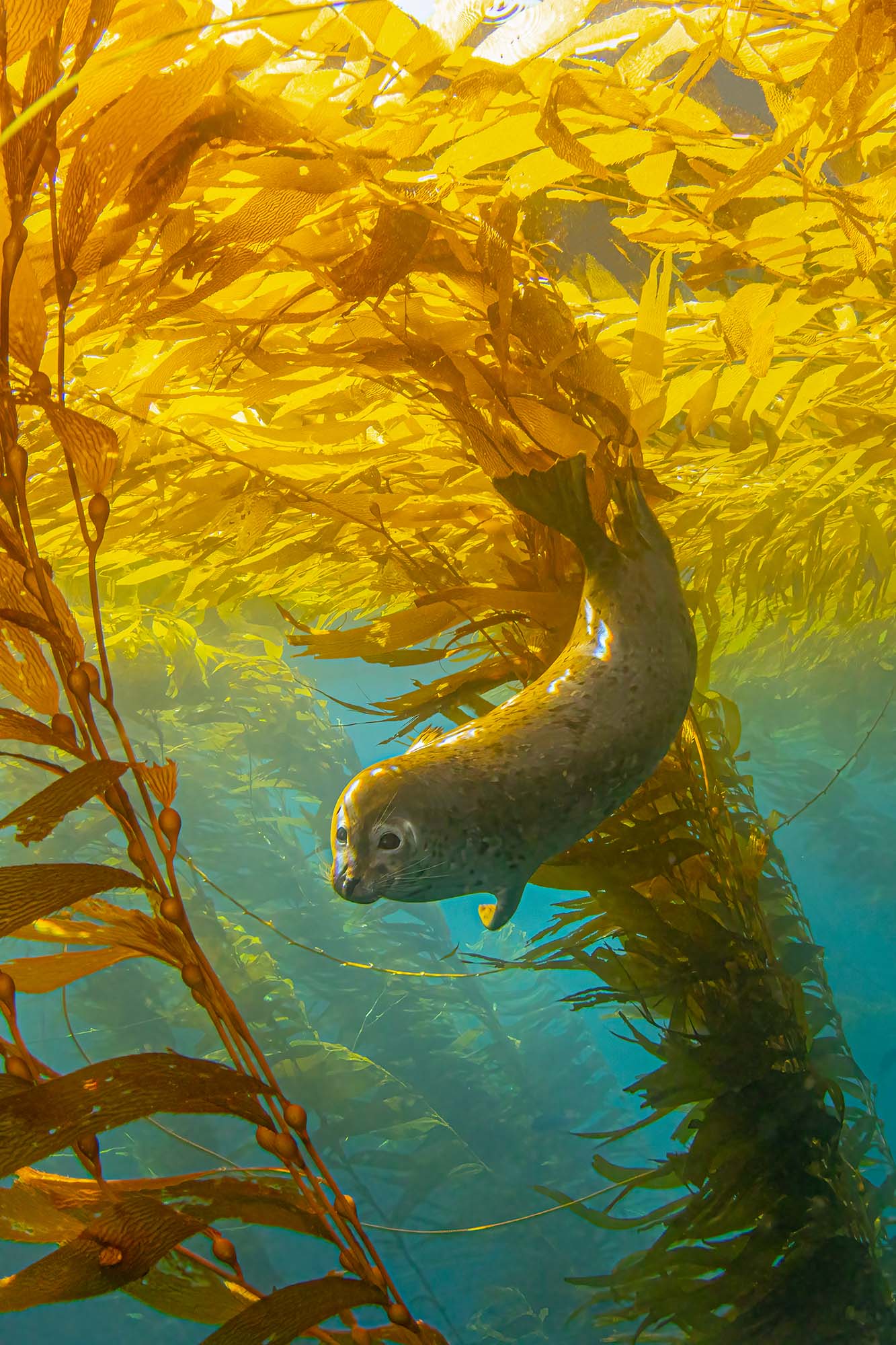 Kelp Seal copyright Douglas Klug Ikelite Underwater Housings