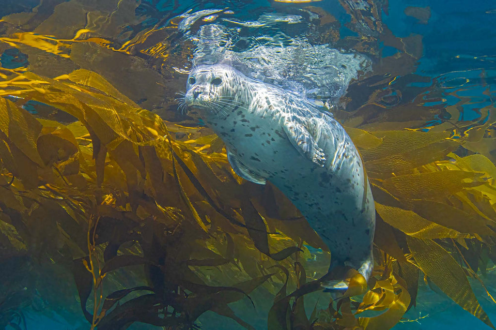 Seal at the Surface copyright Douglas Klug Ikelite Underwater Housings