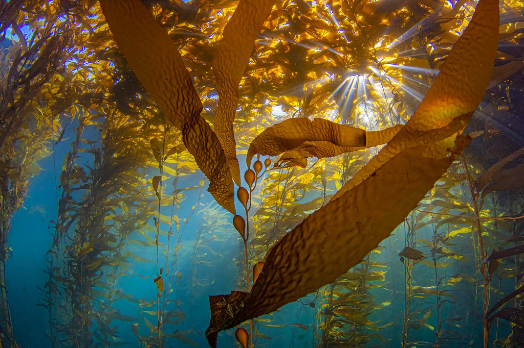kelp forest image by doug klug taken with ikelite underwater housing