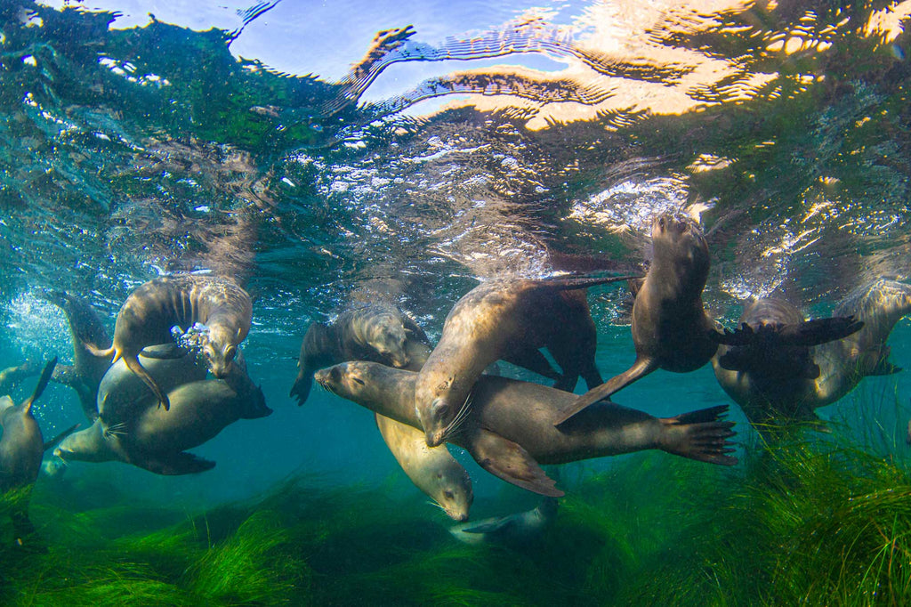 sea lions by douglas klug taken with ikelite underwater housing