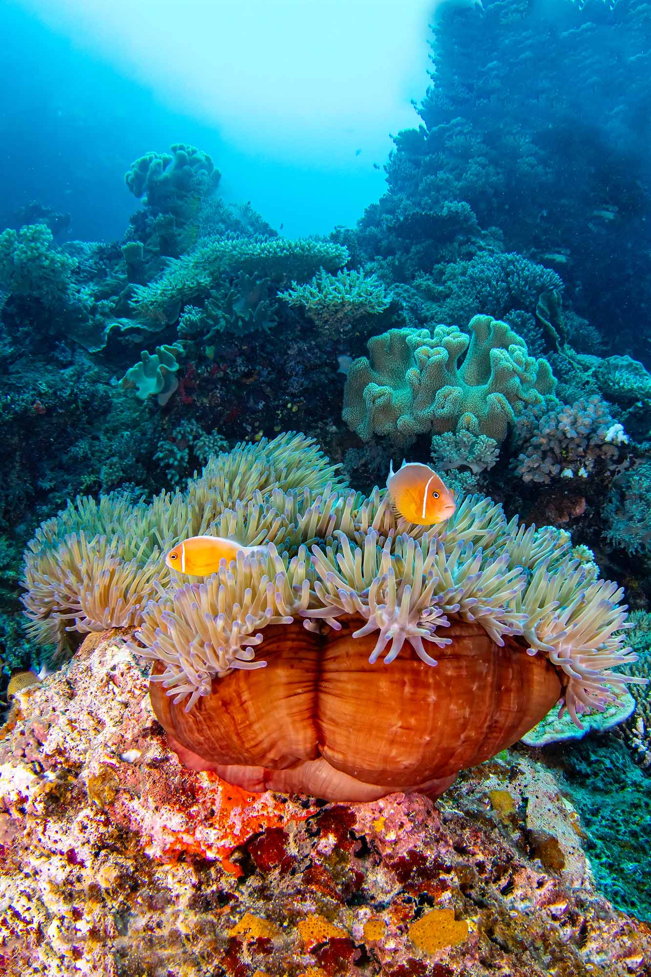 Pink Anemone copyright Douglas Klug Ikelite Underwater Housings