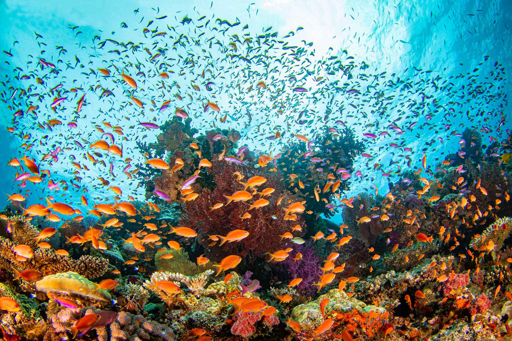 Cloud of Anthias copyright Douglas Klug Ikelite Underwater Housings