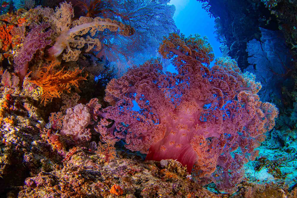 Soft Coral Explosion copyright Douglas Klug Ikelite Underwater Housings