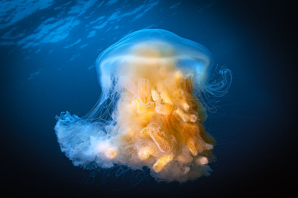 Egg-Yolk Jellyfish Copyright Gary Burns Ikelite Housing & Strobes