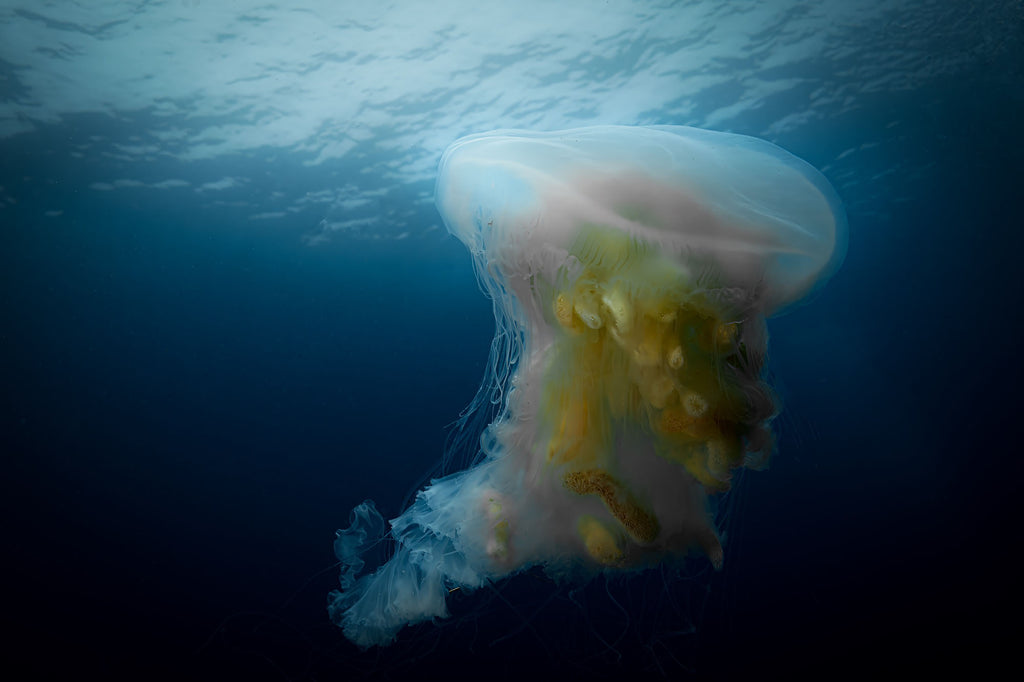 Egg-Yolk Jellyfish Copyright Gary Burns Ikelite Housing & Strobes