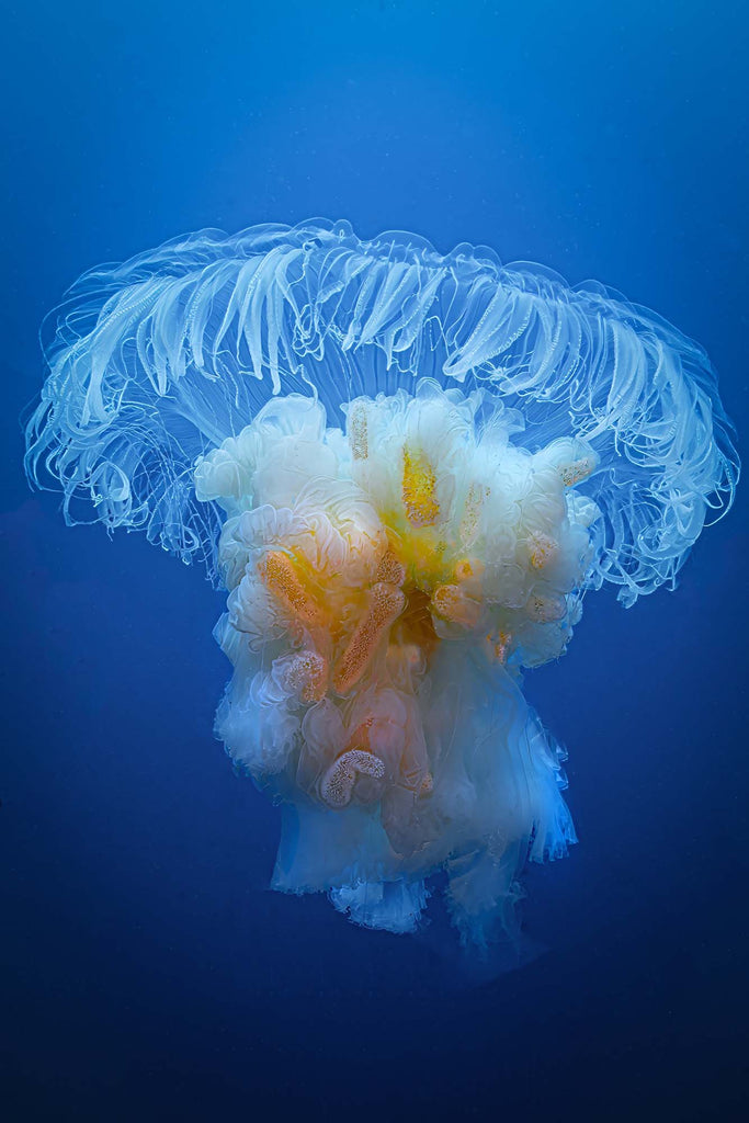 Egg-Yolk Jellyfish Copyright Gary Burns Ikelite Housing & Strobes