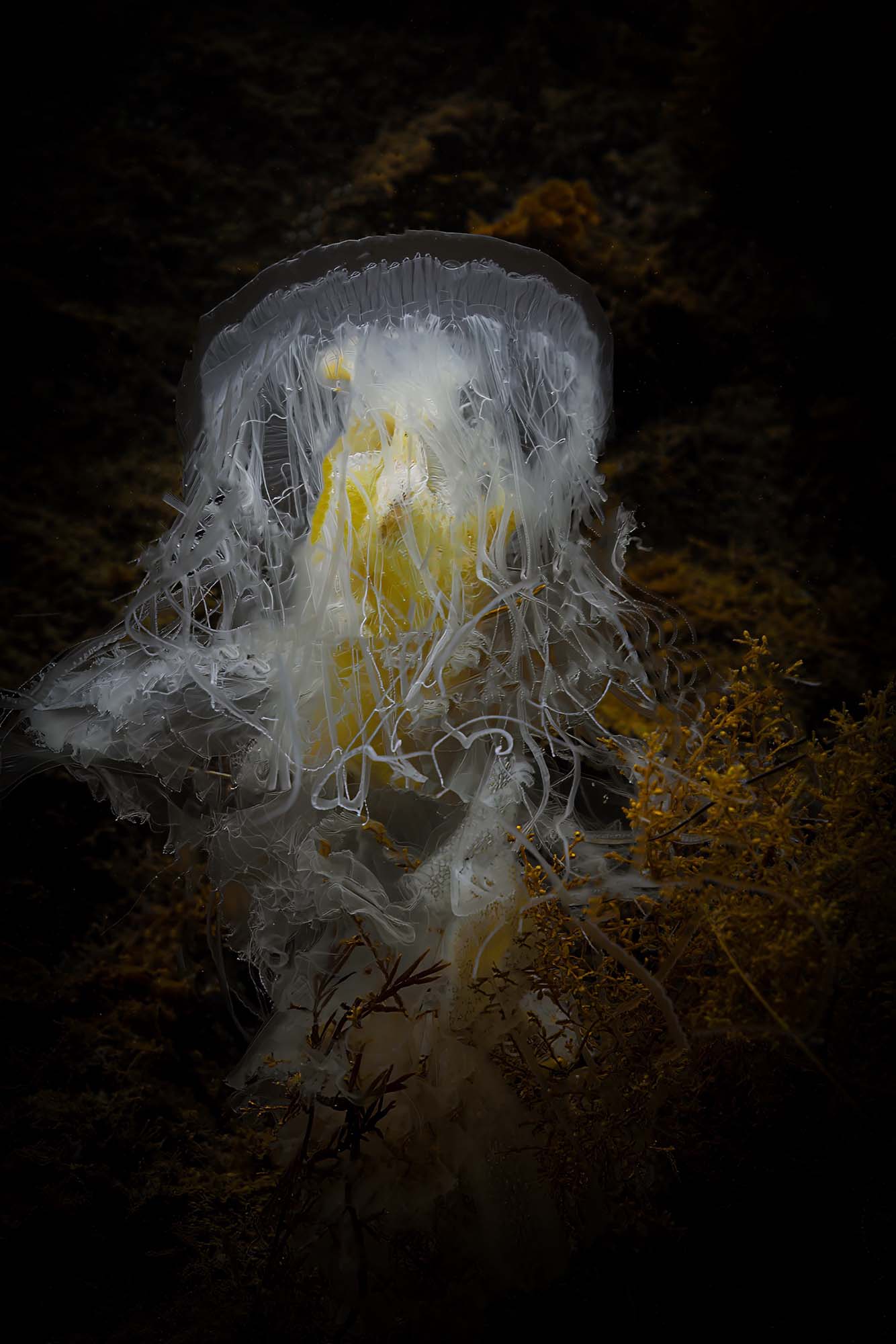 Egg-Yolk Jellyfish Copyright Gary Burns Ikelite Housing & Strobes