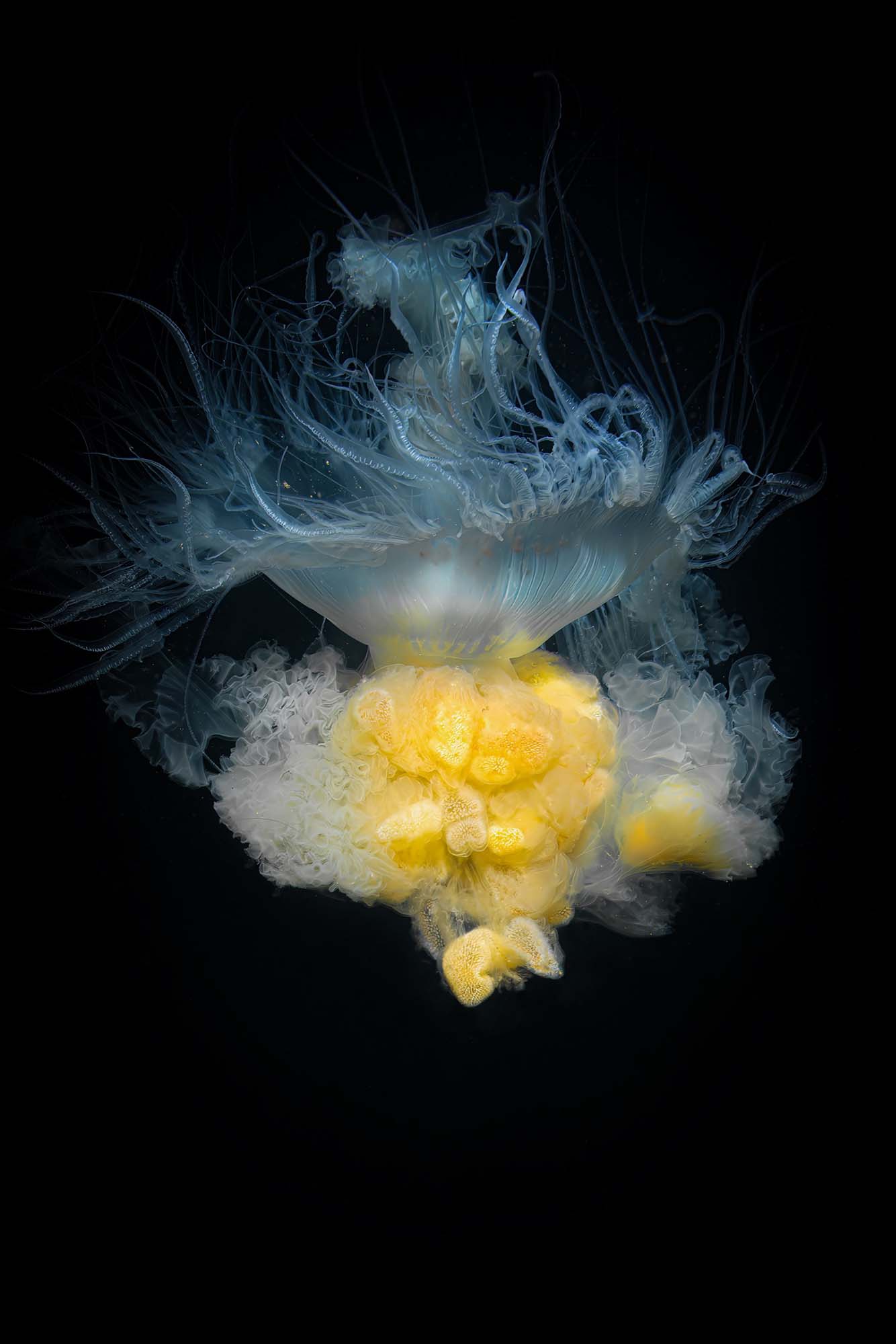 Egg-Yolk Jellyfish Copyright Gary Burns Ikelite Housing & Strobes