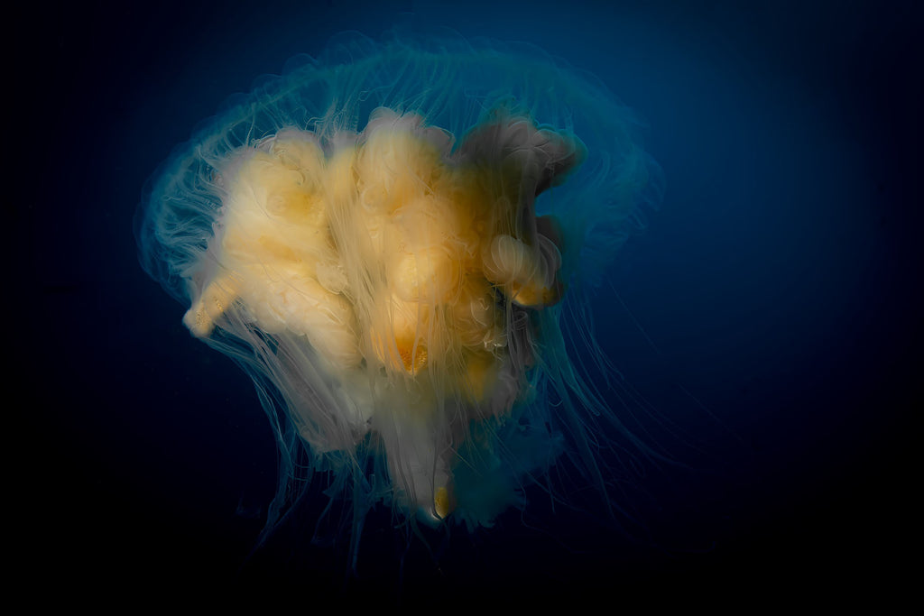 Egg Yolk Jelly Fish Copyright Gary Burns taken with Ikelite housing & Strobes