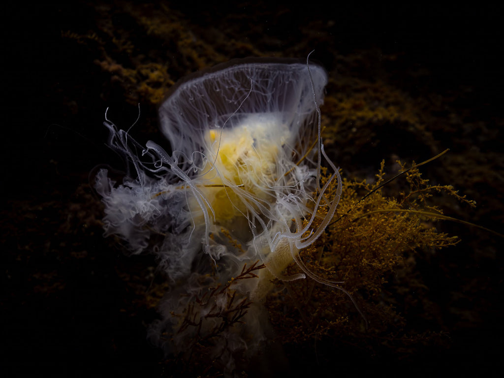 Gary Burns Egg Yolk Jellyfish with Pyrosome taken with Ikelite housing & strobes