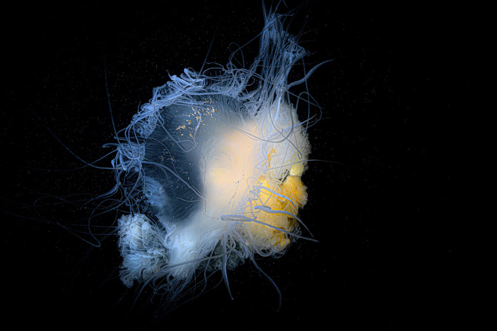 Egg Yolk Jellyfish Gary Burns with Ikelite Housing & Strobes