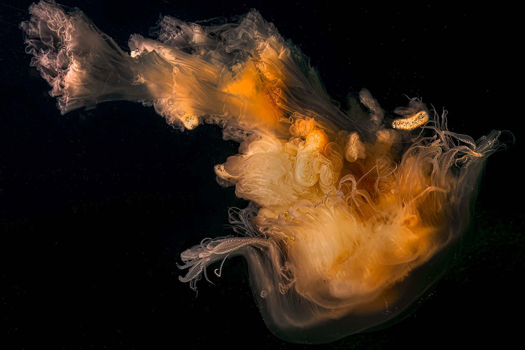 Egg-Yolk Jellyfish Copyright Gary Burns Ikelite Housing & Strobes