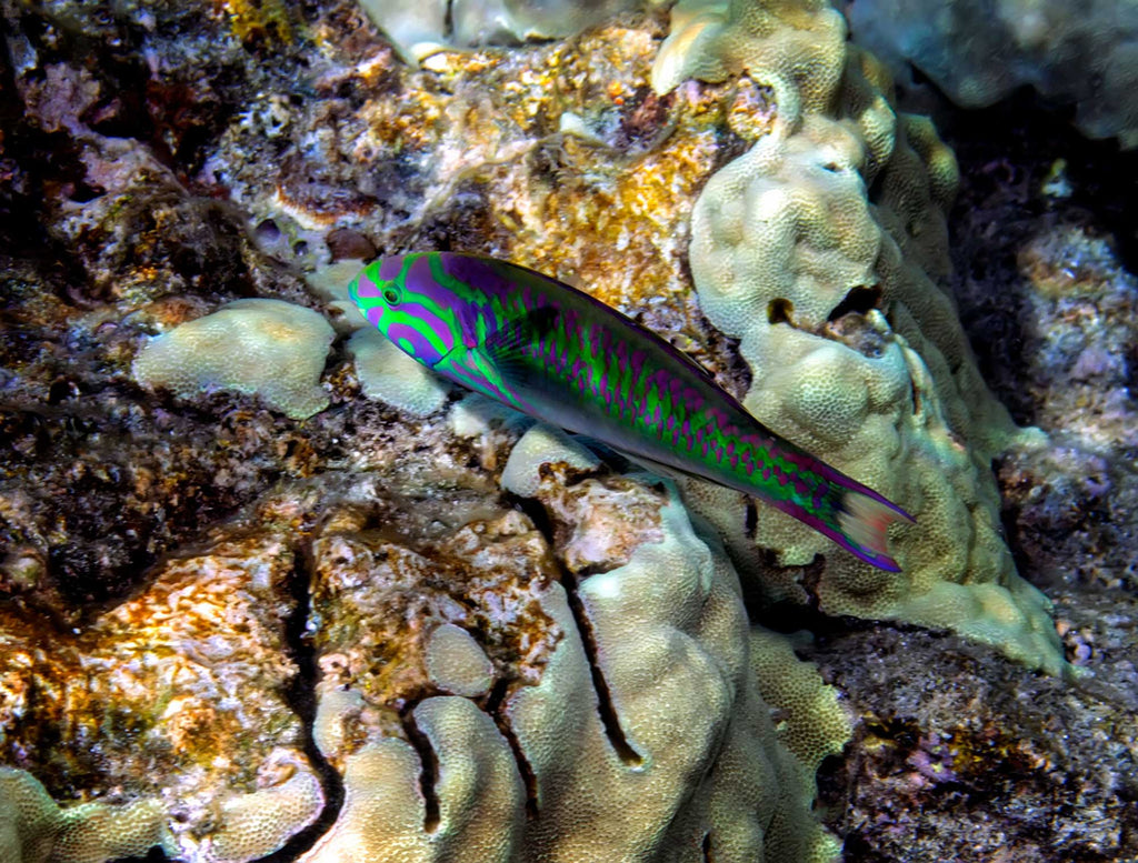 Elliot Omiya Fivestripe Wrasse