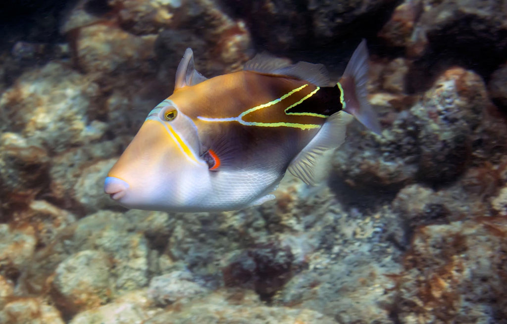 Elliot Omiya Triggerfish