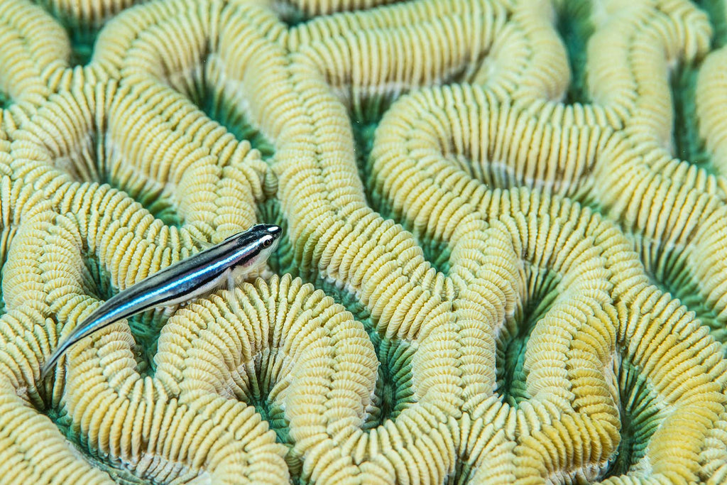goby on coral taken by ernesto gamiz with a nikon camera inside an ikelite housing
