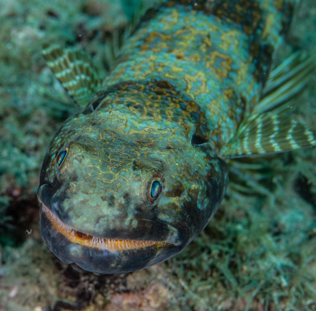 lizardfish by ernesto gamiz taken with nikon camera inside an ikelite housing