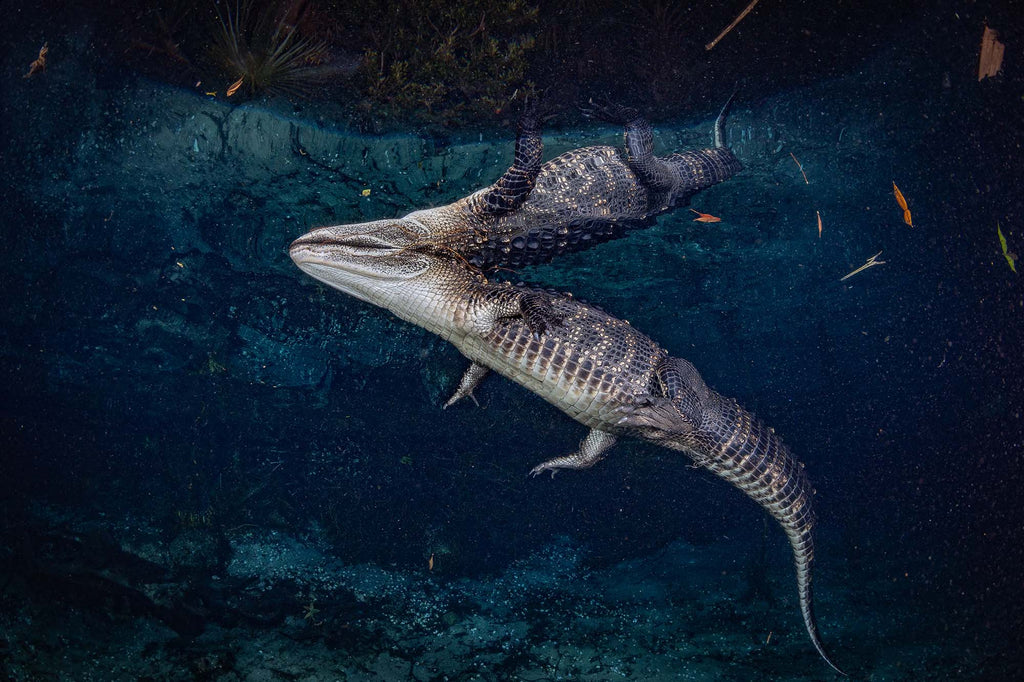 American Alligator in the  Florida Springs at Night copyright Bill Hawthrone Ikelite Housing & Strobes