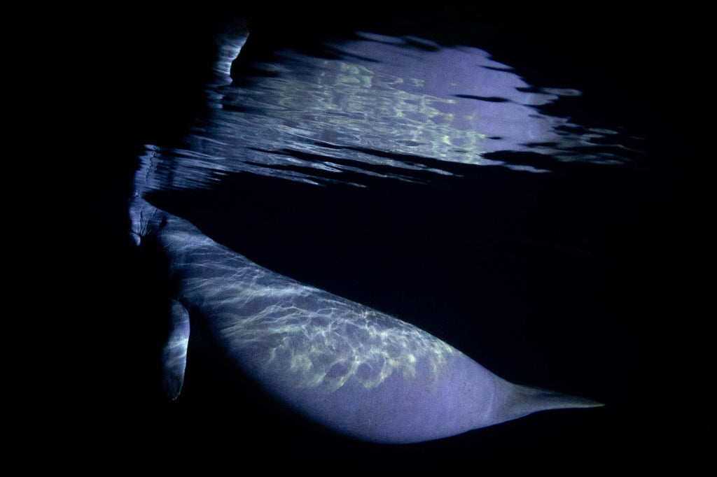 Florida Manatee  in the  Florida Springs at Night copyright Bill Hawthrone Ikelite Housing & Strobes