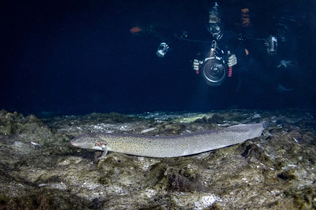 Greater Siren Salamander  in the  Florida Springs at Night copyright Bill Hawthrone Ikelite Housing & Strobes