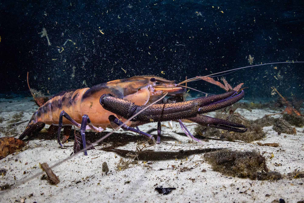 Big Claw Shrimp in the  Florida Springs at Night copyright Bill Hawthrone Ikelite Housing & Strobes