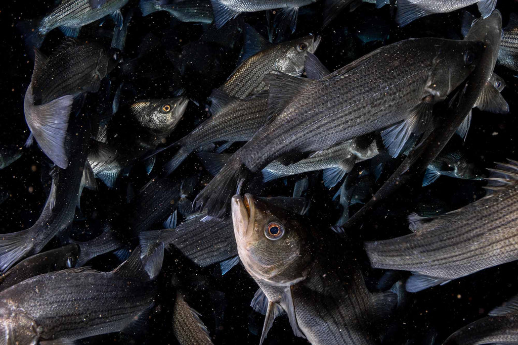 in theSunshine Bass in the  Florida Springs at Night copyright Bill Hawthrone Ikelite Housing & Strobes