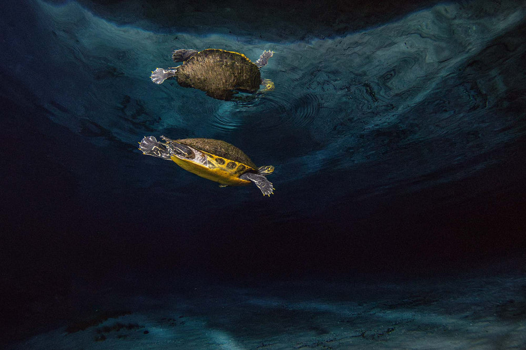 Turtle in the Florida Springs at Night copyright Bill Hawthrone Ikelite Housing & Strobes