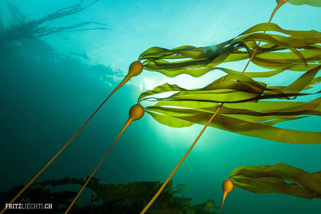 kelp image by fritz liechti taken with ikelite housing