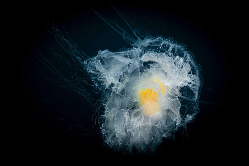 Egg Yolk Jellyfish off Catalina copyright Gary Burns Canon R5 Ikelite Housing