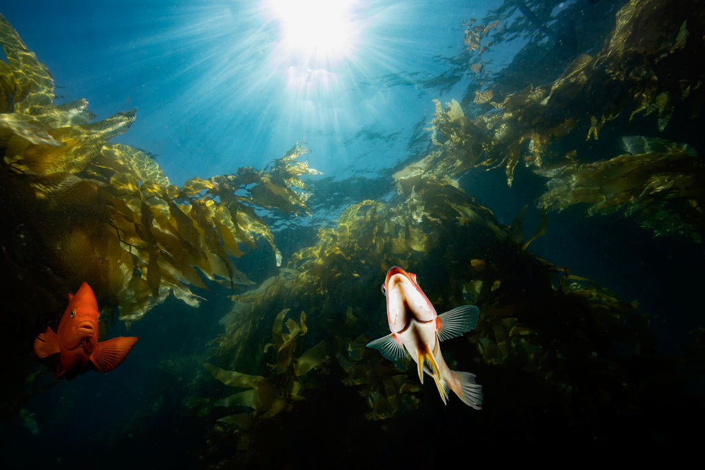 kelp fores with fish by gary burns taken with ikelite underwater housing